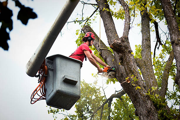 Reliable Junction City, KS Tree Service Solutions